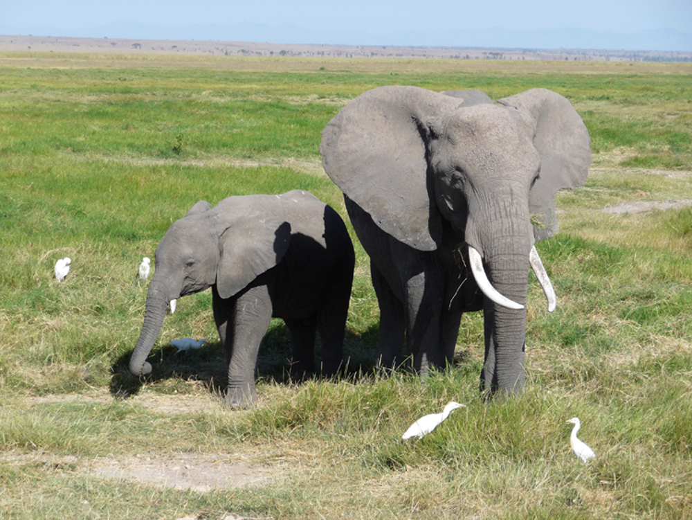 Elephants in Amboseli, Africa