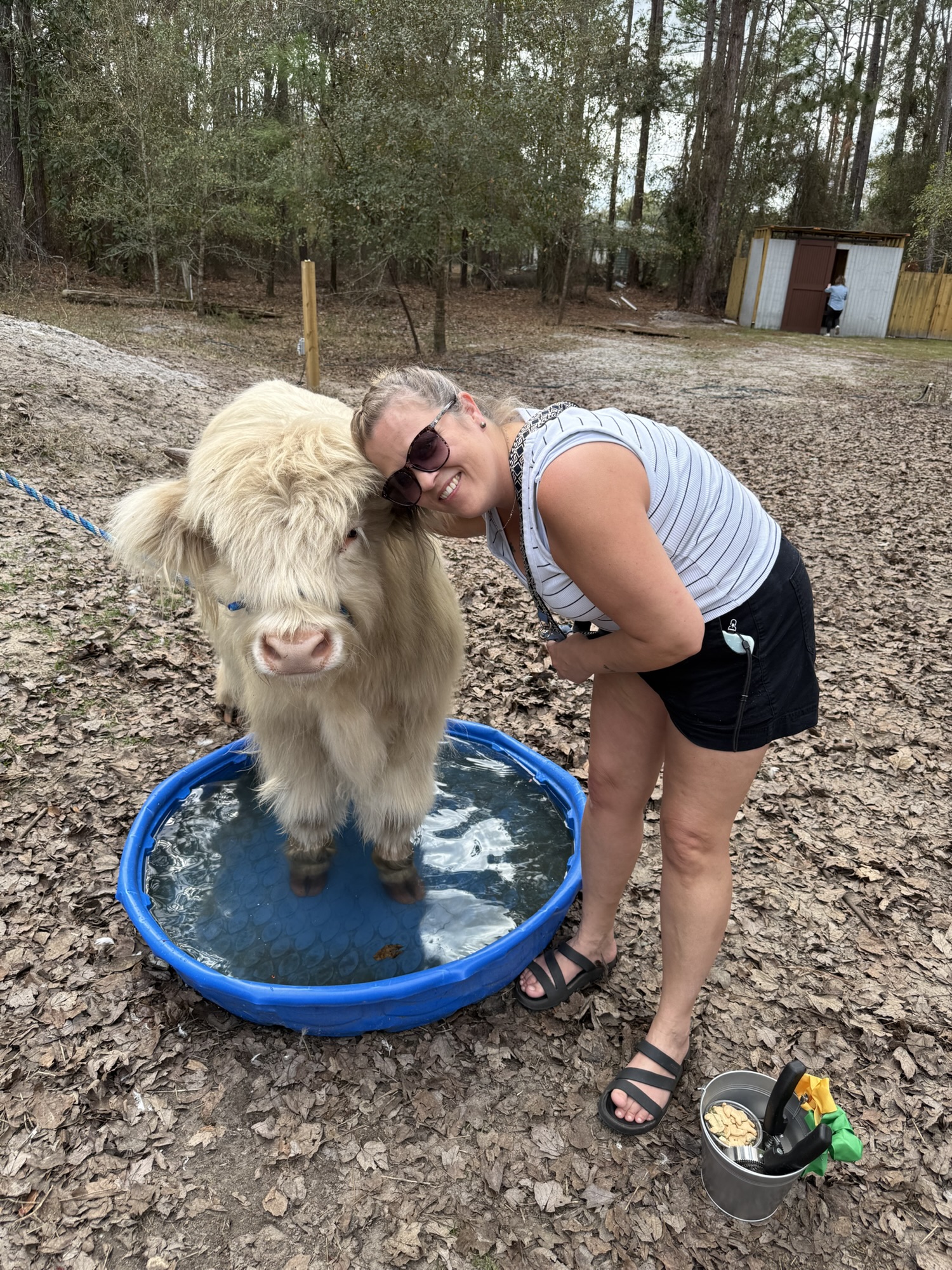 Traci with a Highland cow at Cow Cafe